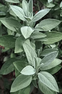 Images Dated 6th August 2012: Fresh sage -Salvia-