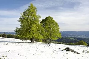 Fresh snow in spring, beech trees with fresh green foliage on Kandel Mountain in the Black Forest, Baden-Wuerttemberg