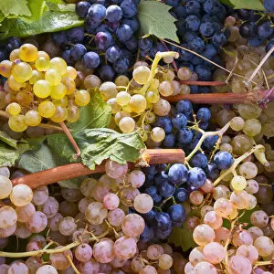 Fresh white and blue-coloured wine grapes