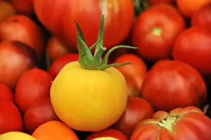 Niedersachsen Prints: Fresh yellow Tomato -Solanum lycopersicum- in front of red tomatoes, Lower Saxony, Germany