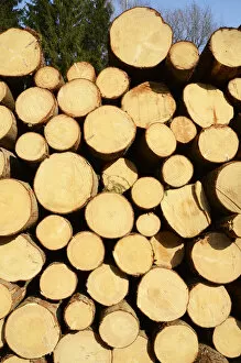 Images Dated 3rd March 2012: Freshly cut spruce logs, piled wood awaiting removal near Raubling, Bavaria, Germany, Europe