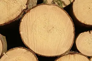 Bavarian Prints: Freshly cut spruce logs, piled wood awaiting removal near Raubling