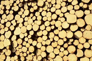 Picea Prints: Freshly cut spruce logs, piled wood awaiting removal near Raubling