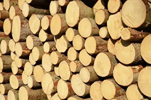 Bavaria Prints: Freshly cut spruce logs, piled wood awaiting removal near Raubling