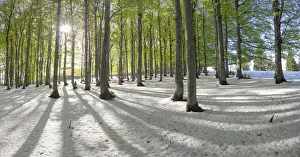 Black Forest Prints: Freshly fallen snow in spring, beech trees with fresh green leaves