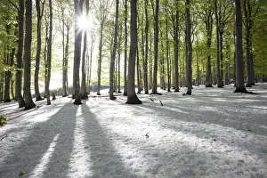 Black Forest Prints: Freshly fallen snow in spring, beech trees with fresh green leaves