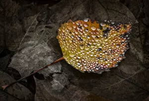 Montreal Gallery: freshly fallen wet aspen leaf