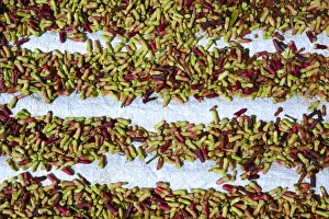 Light Green Prints: Freshly-harvested cloves -Syzygium aromaticum- laid out to dry, Munduk, Bali, Indonesia