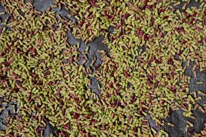 Light Green Prints: Freshly-harvested cloves -Syzygium aromaticum- laid out to dry, Munduk, Bali, Indonesia