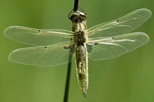 Anisoptera Gallery: Freshly hatched Four-spotted Chaser (Libellula quadrimaculata)
