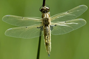 Odonate Gallery: Freshly hatched Four-spotted Chaser (Libellula quadrimaculata)