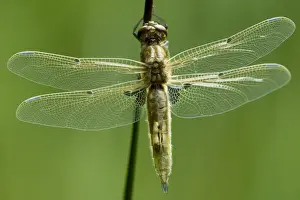 Freshly hatched Four-spotted Chaser (Libellula quadrimaculata)