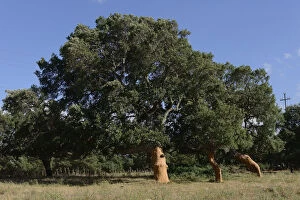 Images Dated 25th June 2014: Freshly peeled Cork Oaks -Quercus suber-, Aglientu, Sardinia, Italy