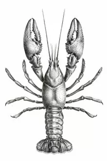 Images Dated 5th June 2015: Freshwater lobster engraving 1870