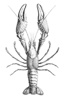 Images Dated 5th June 2015: Freshwater lobster engraving 1870