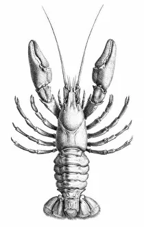 Images Dated 5th June 2015: Freswater Lobster engraving 1870