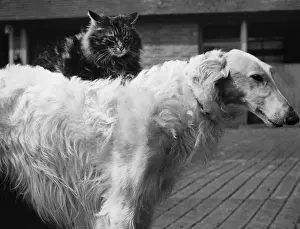 Prints of 6th May 1939: Ginger the cat sits comfortably on a dog, who doesn t seem to mind. (Photo by Fox Photos/Getty Images) Timeless Treasures: Iconic Black and White Prints from the Fox Photo Library: Friendly Foes