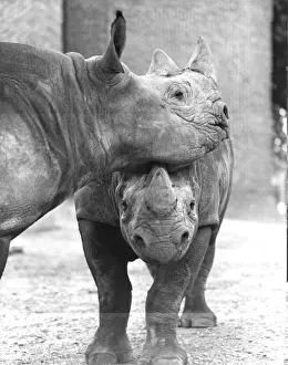 Prints of 25th September 1967: Black rhinos Paul and June engage in a little friendly petting in their enclosure at London Zoo. (Photo by Fox Photos/Getty Images) Timeless Treasures: Iconic Black and White Prints from the Fox Photo Library: Friendly Petting