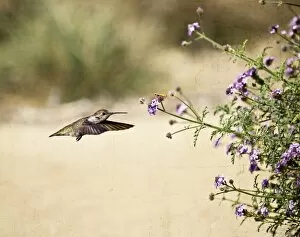 Two Friends-Annas Hummingbird
