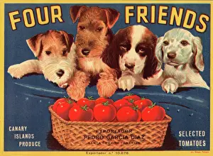 Tomatoes Prints: Four Friends Tomatoes