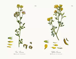 Images Dated 7th December 2017: Friesa┬Ç┬Ö Lucerne, Medicago sylvestris, Victorian Botanical Illustration, 1863