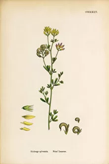 Images Dated 8th June 2017: Friesa Lucerne, Medicago sylvestris, Victorian Botanical Illustration, 1863