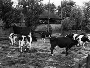 Images Dated 2nd November 2016: Friesian Cows