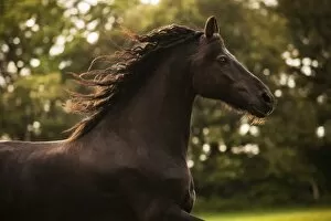Adult Animal Gallery: Friesian horse, mature gelding