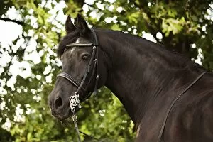 Adult Animal Gallery: Friesian horse, mature gelding, with a bridle and a baroque harness