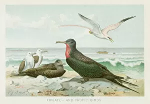 Images Dated 26th October 2018: Frigatebird chromolithograph 1896