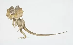 Images Dated 20th May 2006: Frilled Lizard, Chlamydosaurus kingii, on its hind legs with a large frill around its neck