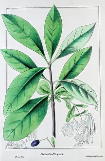 Art Product Prints: fringe tree, 19th century botanical engraving
