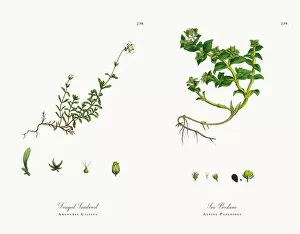 Images Dated 30th November 2017: Fringed Sandwort, Arenaria Ciliata, Victorian Botanical Illustration, 1863