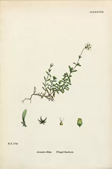 Images Dated 20th February 2017: Fringed Sandwort, Arenaria Ciliata, Victorian Botanical Illustration, 1863