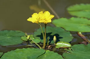 Yellow Gallery: Fringed Water-lily or Yellow Floating-heart, (Nymphoides peltata)