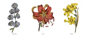 Daffodil Prints: Fringeflower, Lily and Narcissus Plants, Victorian Botanical Illustration