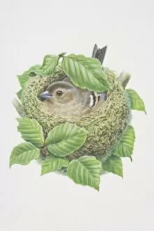Fringilla coelebs, Chaffinch, illustration of bird with patterned plumage