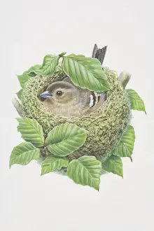Finch Prints: Fringilla coelebs, Chaffinch, illustration of bird with patterned plumage