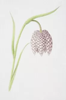Plant Stem Gallery: Fritillaria meleagris, Snakes Head Fritillary