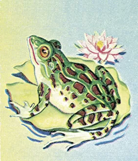 Ilustration Collection: Frog on Lily Pad