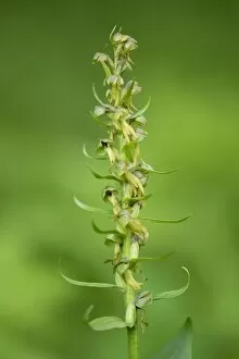 Images Dated 11th June 2013: Frog Orchid -Coeloglossum viride-, flower, Thuringia, Germany