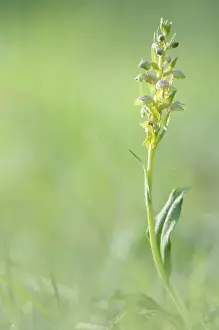 Frog Orchid or Long-Bracted Green Orchid -Coeloglossum viride-