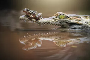 Symbiotic Relationship Collection: Frog sitting on a crocodile snout, riau islands, indonesia