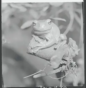 Frog Prints: Frog Sitting on Perch