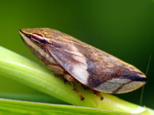 Insects On Earth Gallery: Froghopper