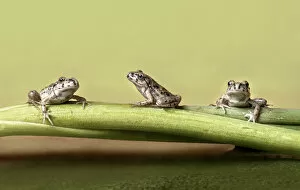 Images Dated 9th May 2013: Three frogs on a branch