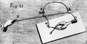 Frog Prints: Frog'S Legs Receiving Electric Shock
