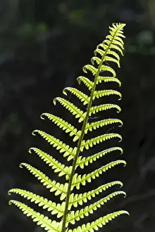 Frond, backlit, Germany