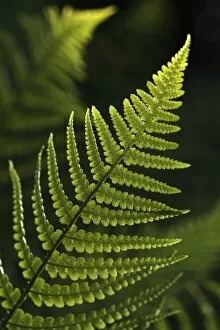 Images Dated 23rd May 2010: Frond of a fern