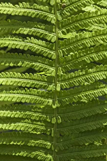 Images Dated 31st May 2014: Frond, fern